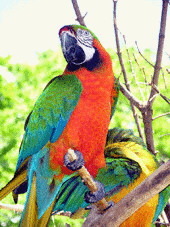 parrot0006.gif